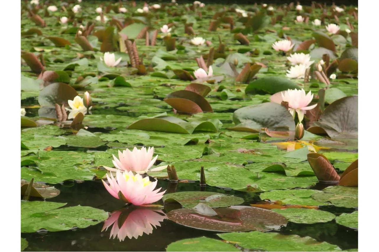 ▲温帯スイレン　※写真提供：神代植物公園