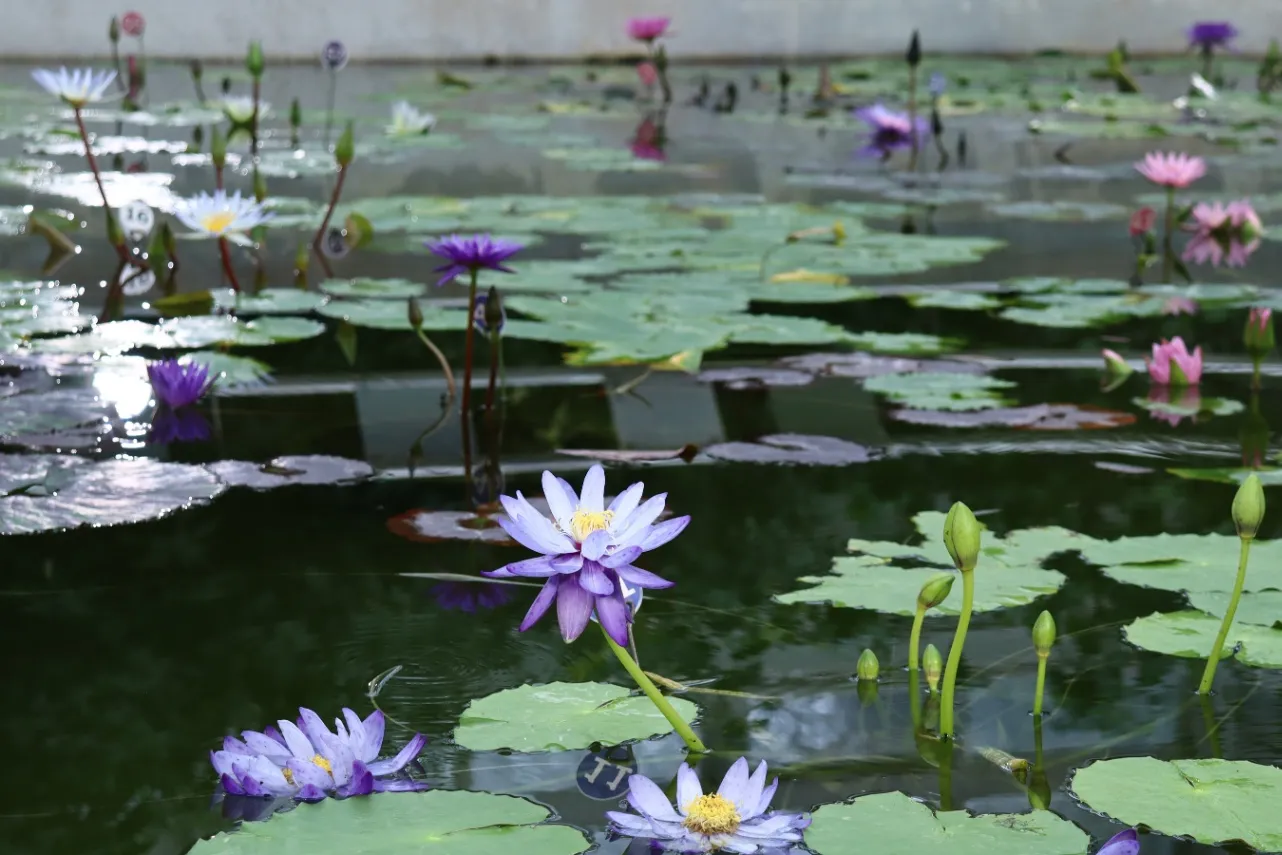 ▲大温室（熱帯スイレン室）※写真提供：神代植物公園