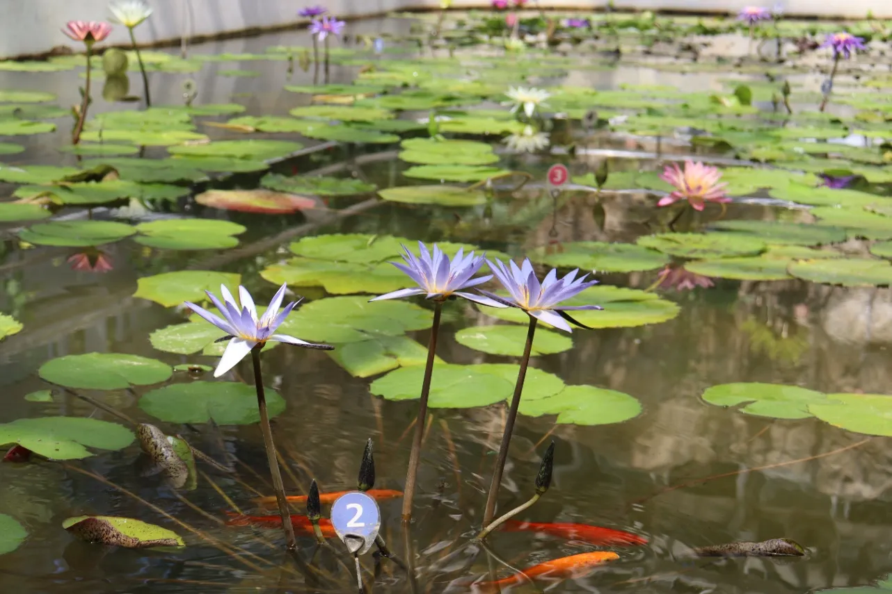 ▲大温室（熱帯スイレン室）※写真提供：神代植物公園