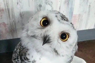 【池袋】ペンギンやフクロウも！動物カフェデート