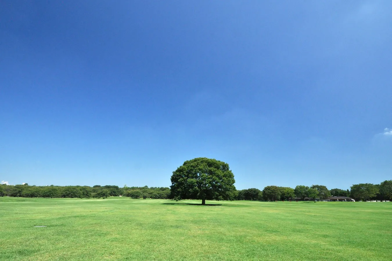国営昭和記念公園