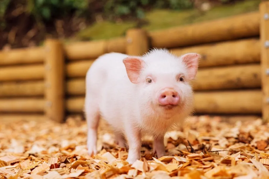 マイクロブタと触れ合える「pignic farm&café」あきる野市に誕生