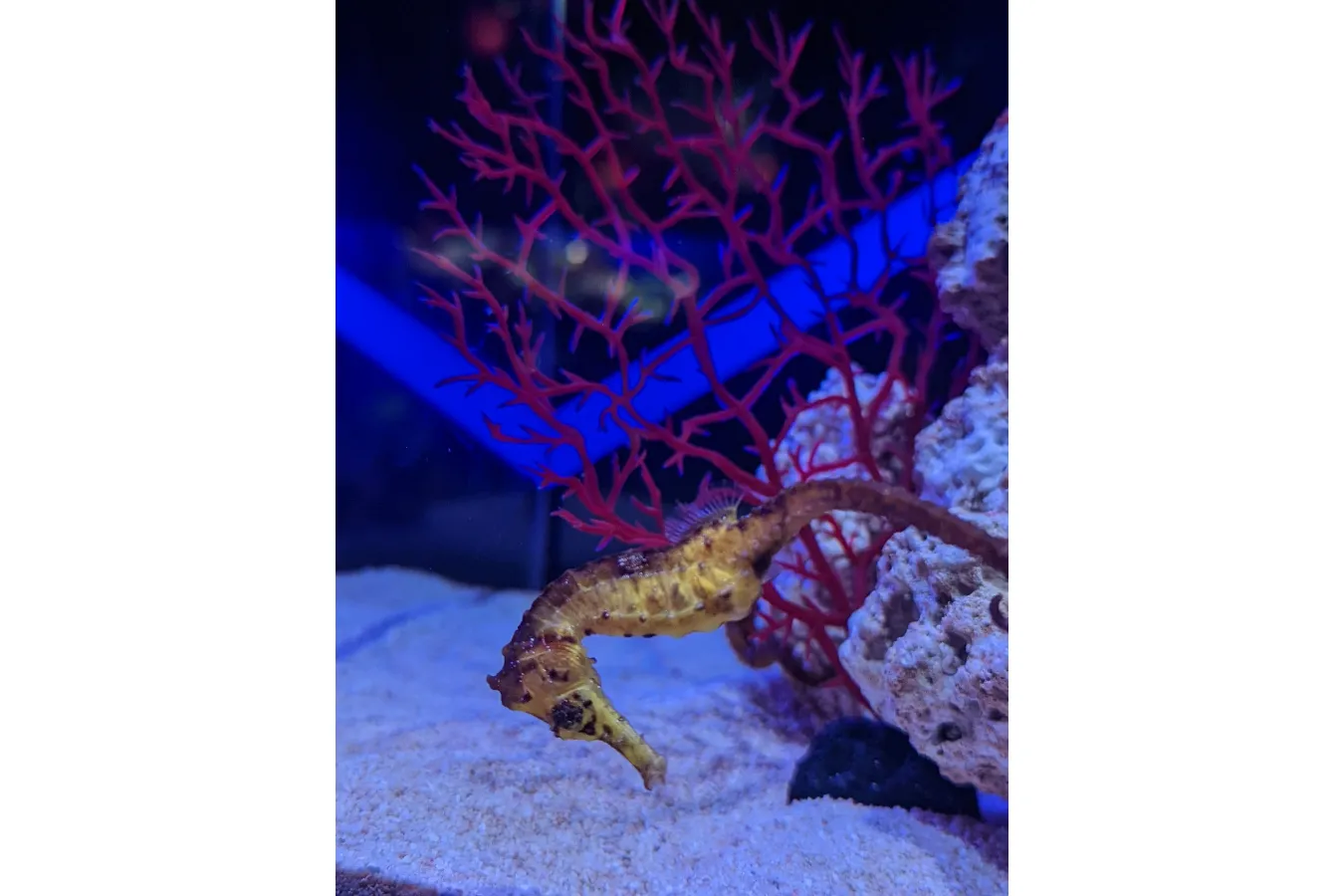 お台場の開運スポット「UWS AQUARIUM GA☆KYO」オカルト好きコラムニスト・辛酸なめ子のイチ推し。_680823