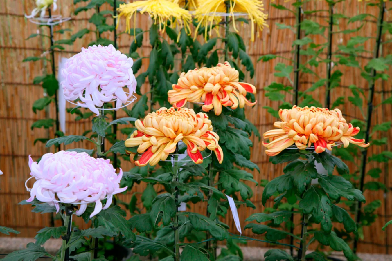 東京】有名な菊花展・菊まつり4選【2024】 