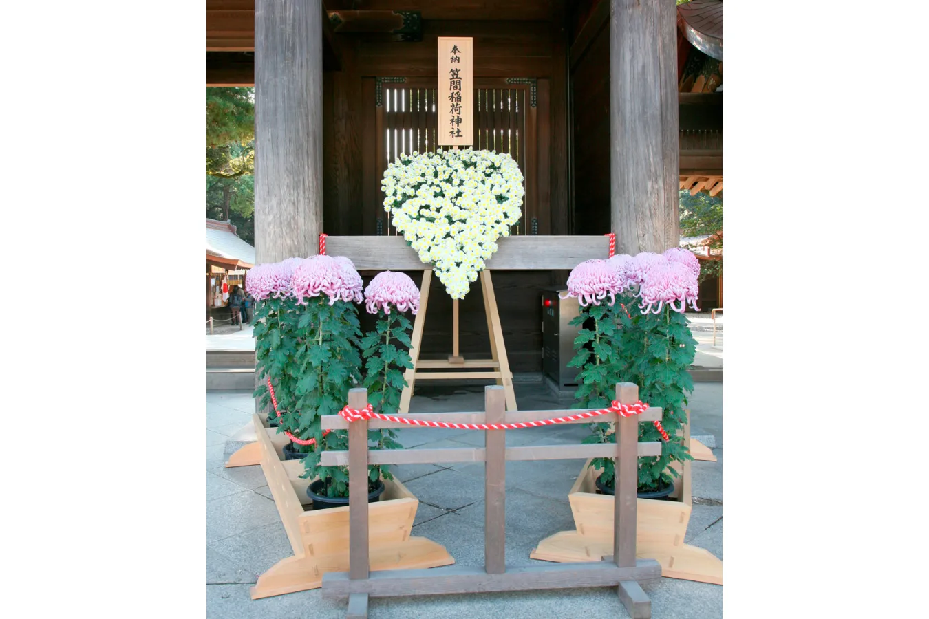 【東京】有名な菊花展・菊まつり4選_2899179