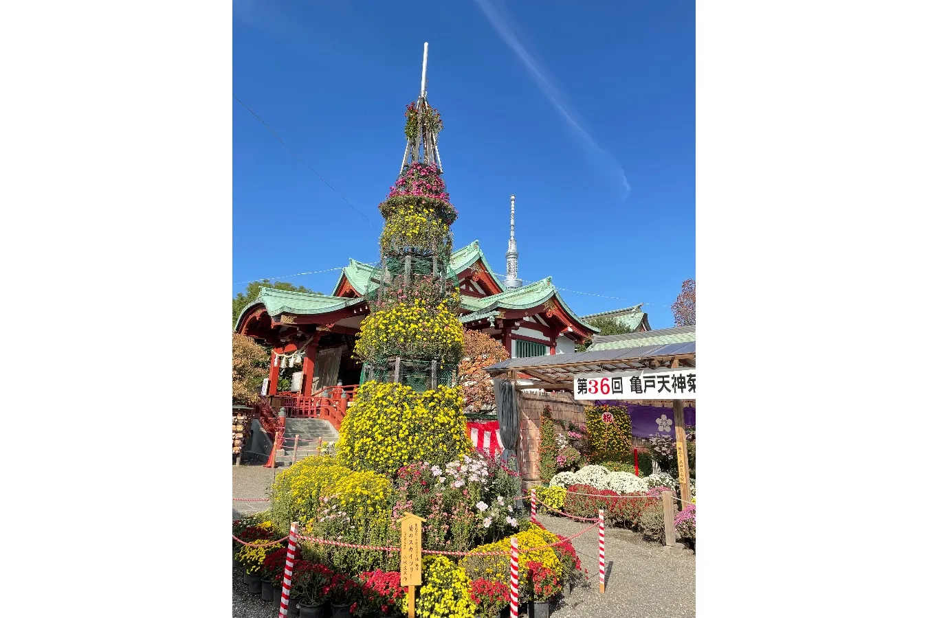 【東京】有名な菊花展・菊まつり4選_2899183