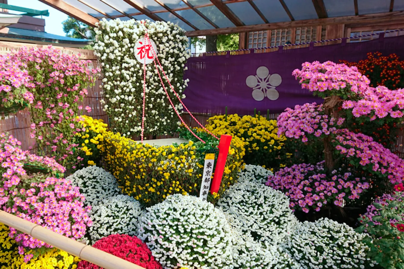 【東京】有名な菊花展・菊まつり4選_2899184