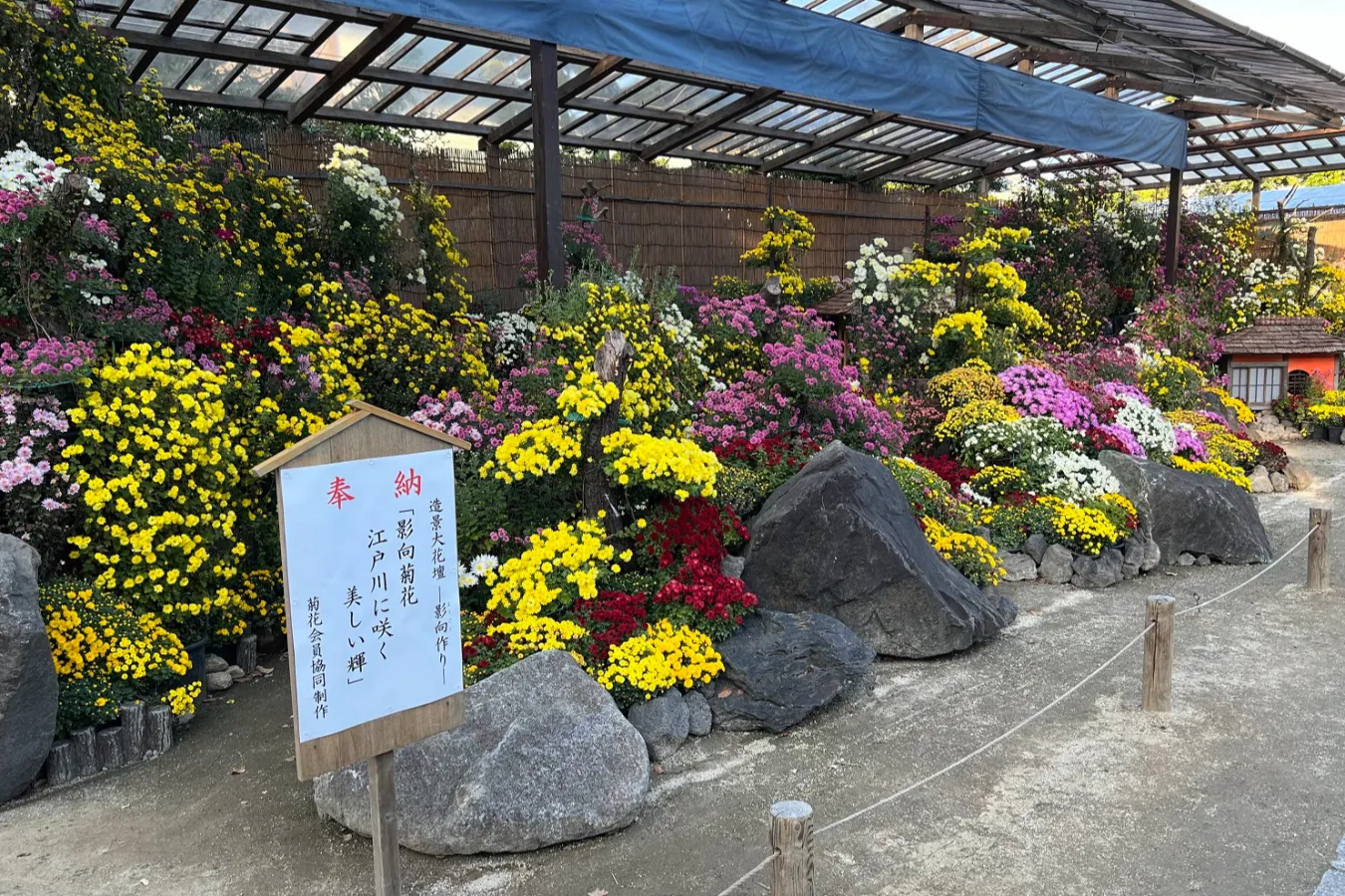 【東京】有名な菊花展・菊まつり4選_2899186