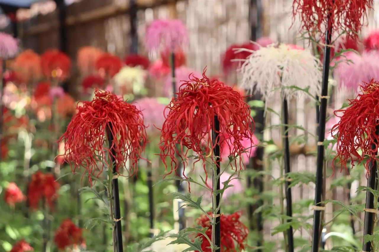 ▲伊勢菊