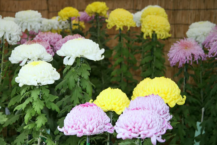 東京】有名な菊花展・菊まつり4選【2024】 