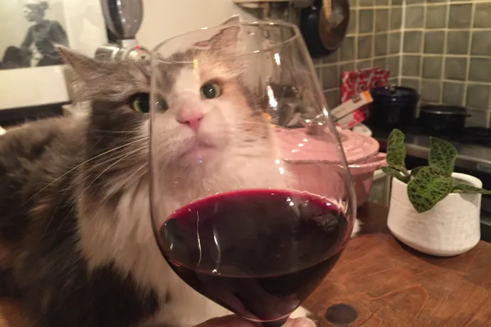 横浜の隠れ家ワインバーで、ネコ店長にメロメロにされた夜