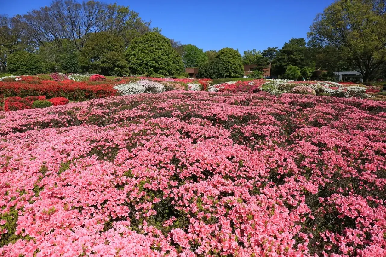 ▲つつじ園　※写真提供：神代植物公園