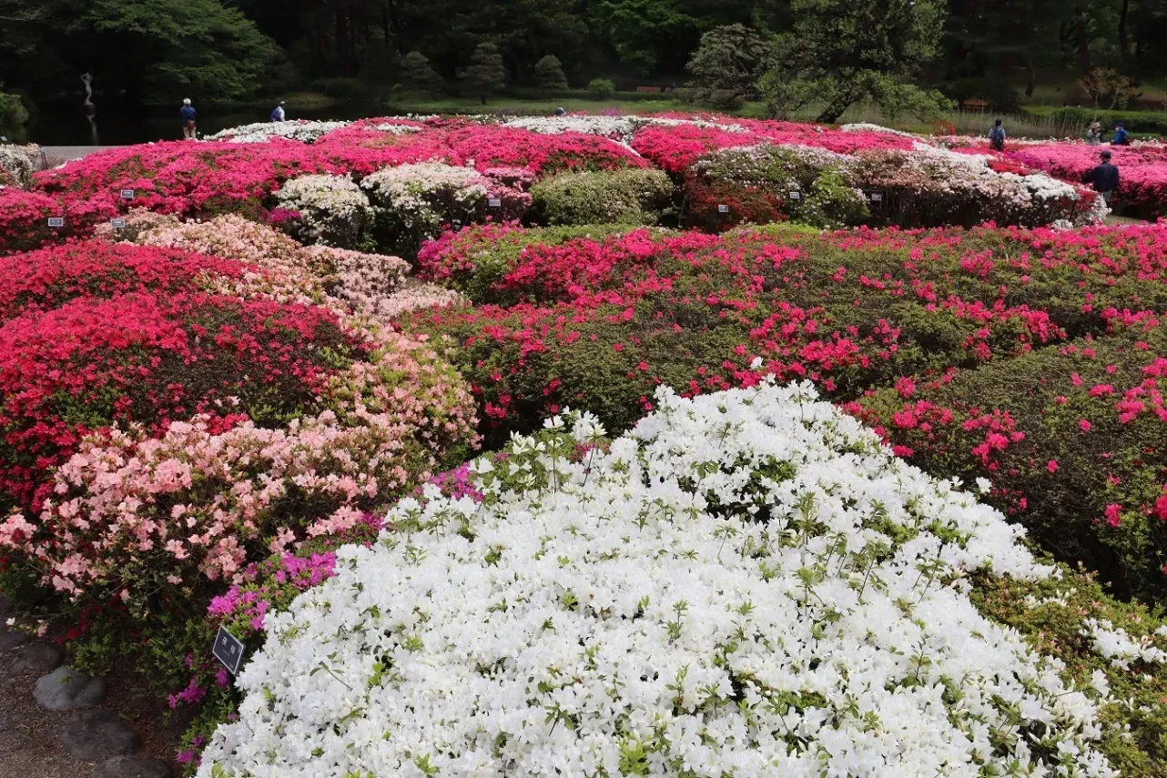 ▲つつじ園　※写真提供：神代植物公園