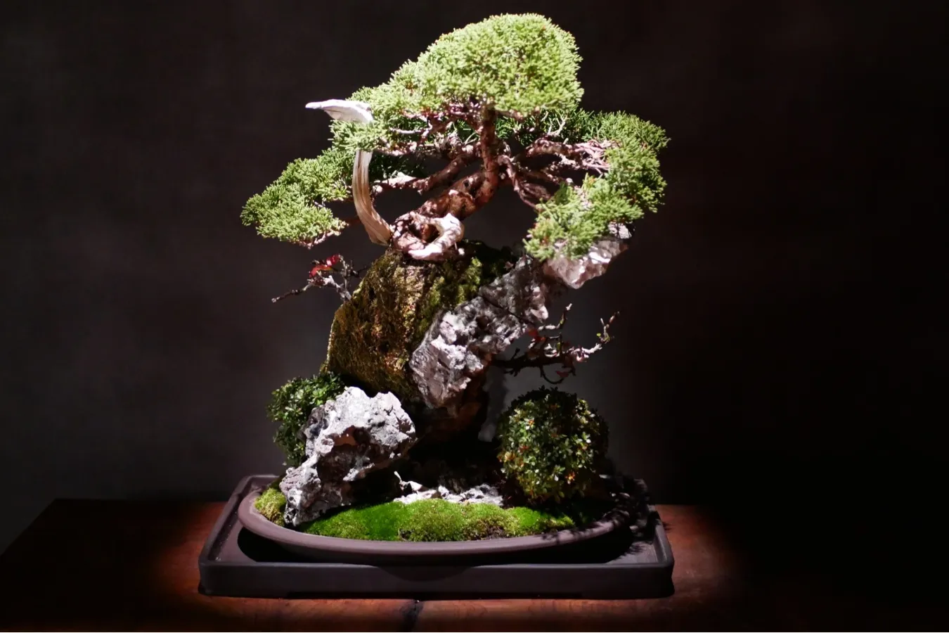 お茶の概念が覆る、唯一無二の和空間！大注目の盆栽カフェ南青山「松葉屋茶寮」_1558906