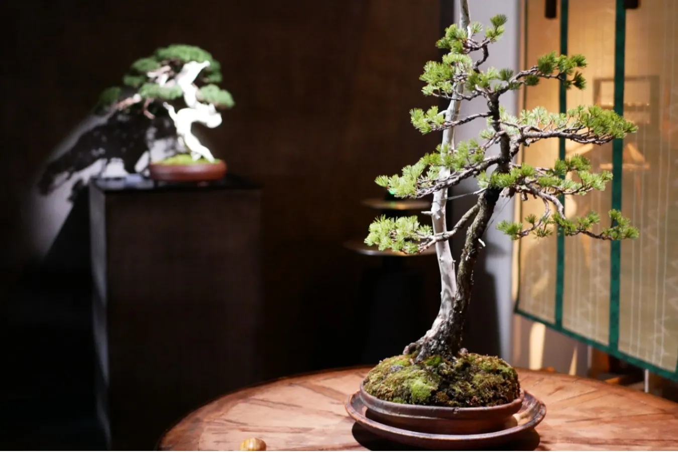 お茶の概念が覆る、唯一無二の和空間！大注目の盆栽カフェ南青山「松葉屋茶寮」_1558907