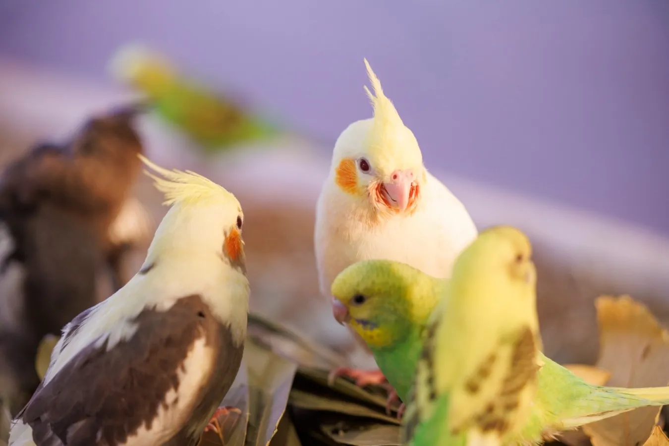 都内最大級！屋内型ふれあい動物園「アニタッチ東京ドームシティ」オープン_1665819
