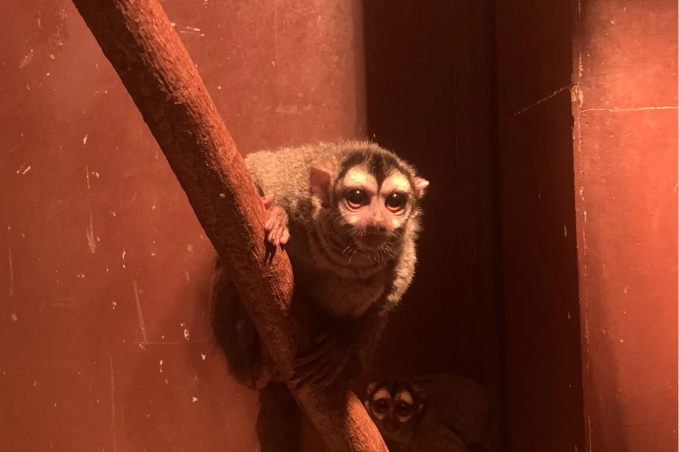 都内最大級！屋内型ふれあい動物園「アニタッチ東京ドームシティ」オープン_1665820