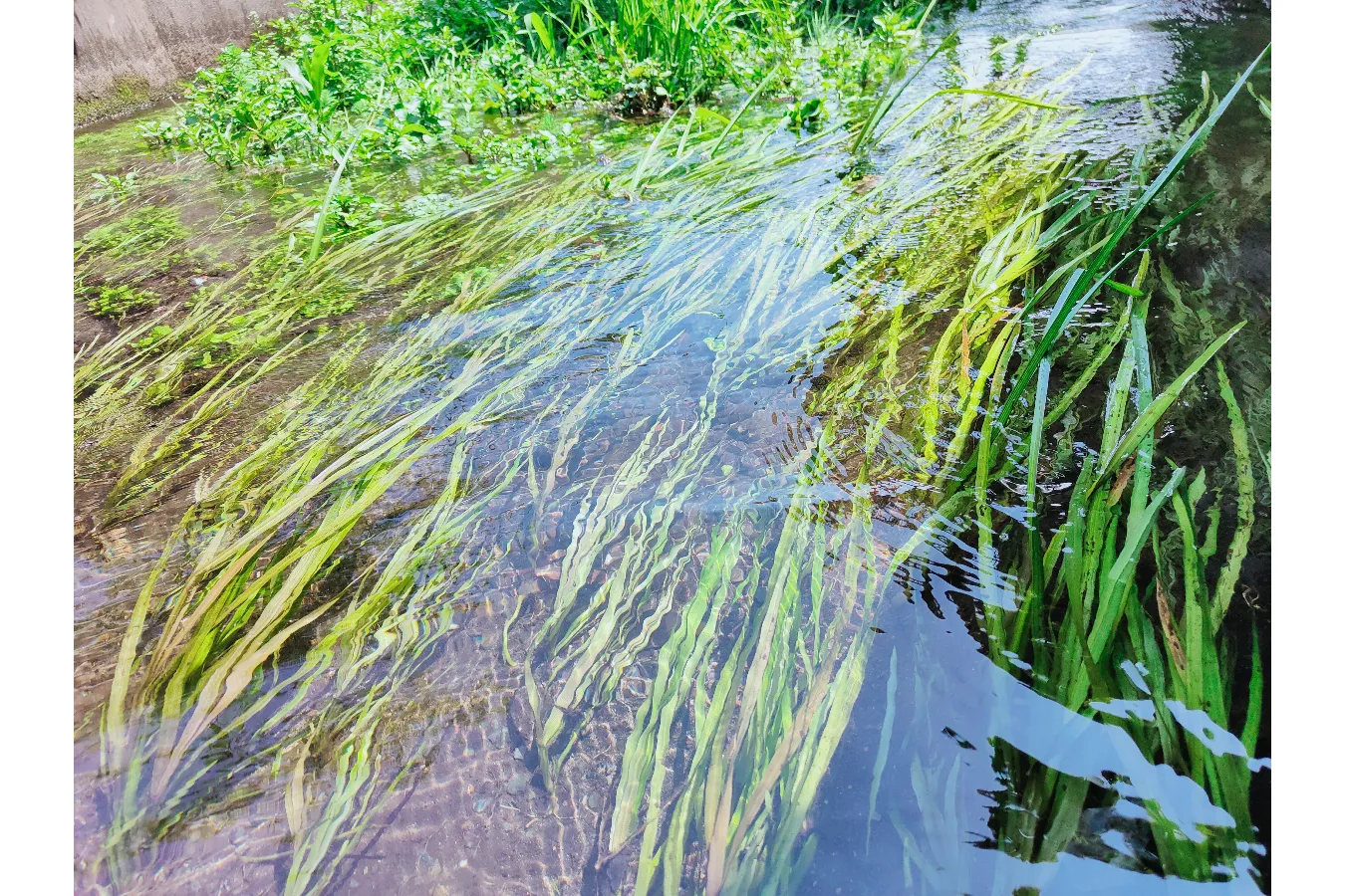 ▲落合川には在来の水草も多く生きている