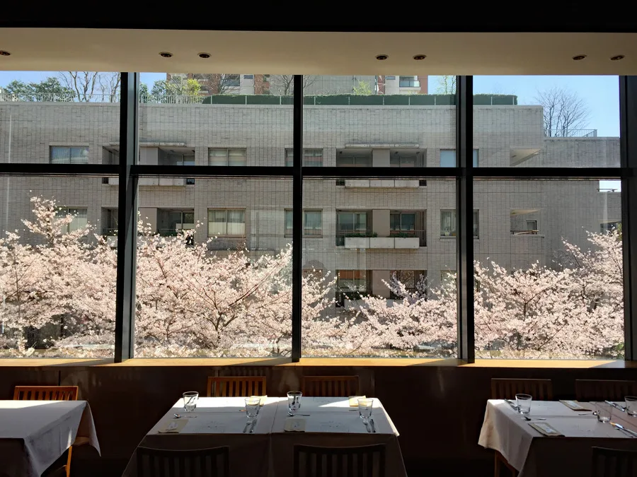お花見デートで行きたい！六本木で「お花見ランチ」ができるレストラン＆カフェ3選