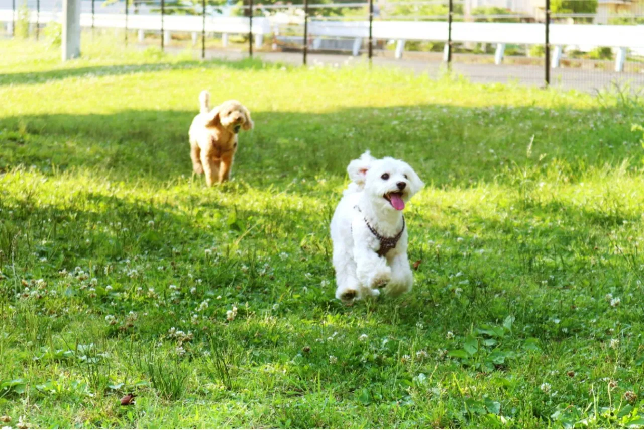 ▲「DOG PARK」