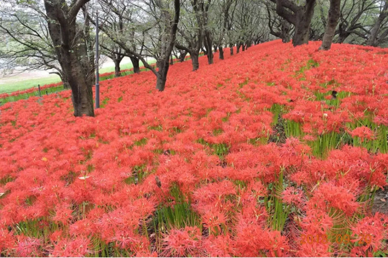 ▲曼珠沙華(彼岸花)