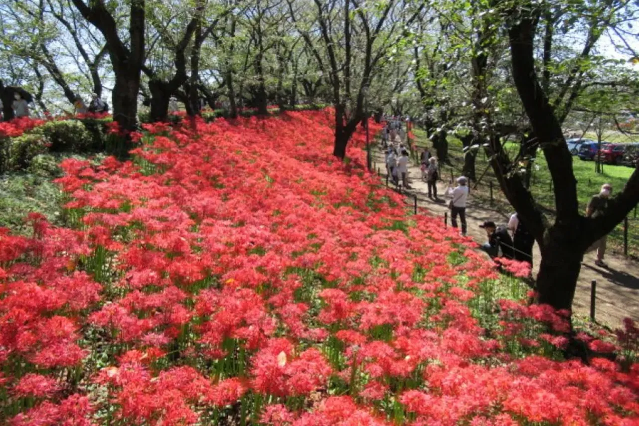 ▲曼珠沙華(彼岸花)