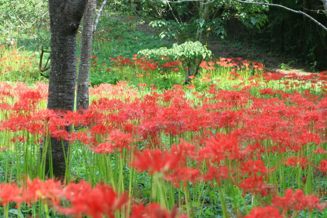 ▲国営武蔵丘陵森林公園_彼岸花