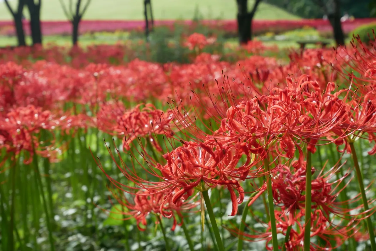 ▲国営武蔵丘陵森林公園_彼岸花