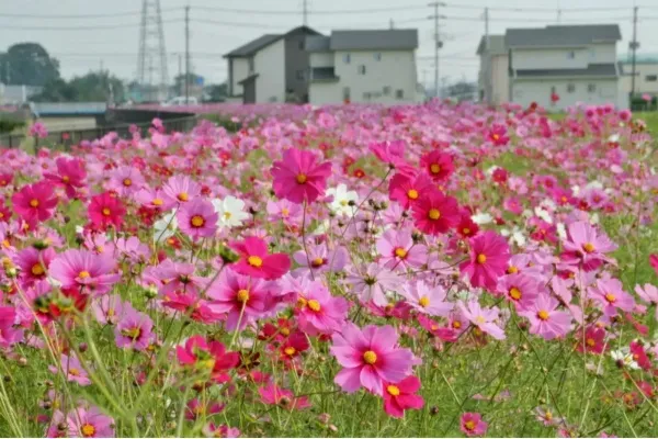 見ごろはいつ？埼玉のコスモス畑まとめ