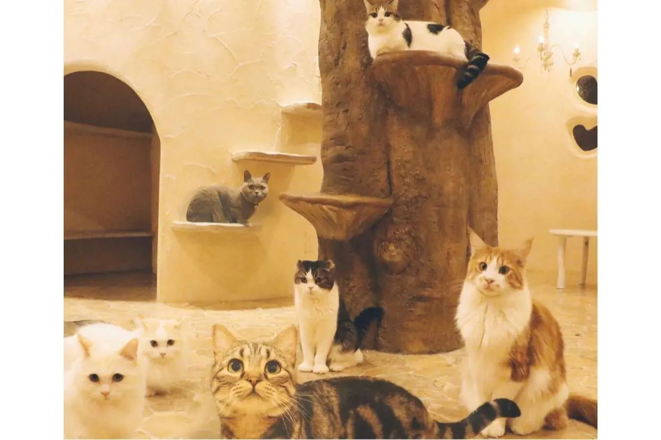 ▲てまりのおしろのネコたち