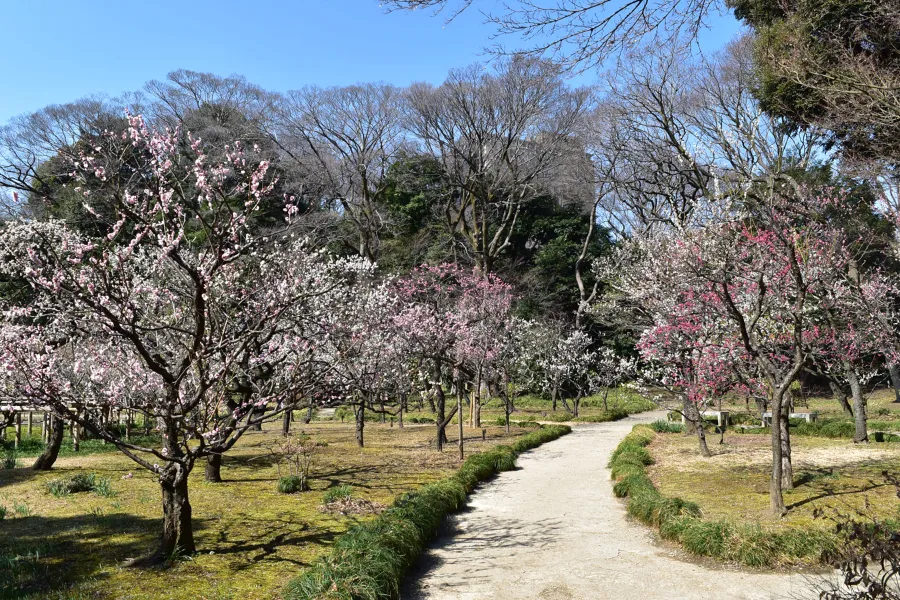 梅の花の見ごろはいつ?都内の梅まつり・梅の名所8選【2025】_2415986