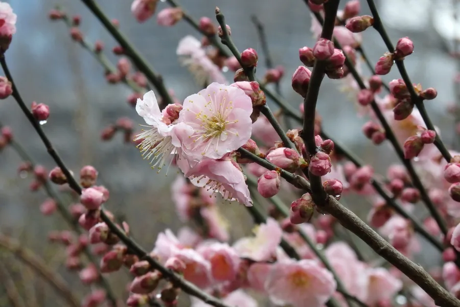 梅の花の見ごろはいつ?都内の梅まつり・梅の名所8選【2025】_2415987