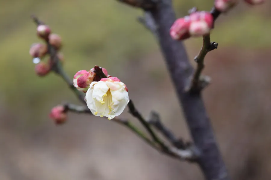 梅の花の見ごろはいつ?都内の梅まつり・梅の名所8選【2025】_2415989