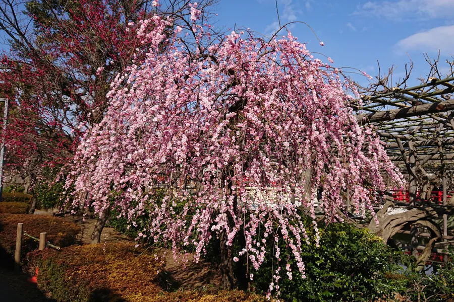 梅の花の見ごろはいつ?都内の梅まつり・梅の名所8選【2025】_2415990