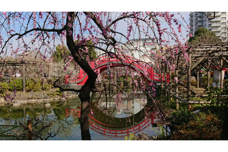 梅の花の見ごろはいつ?都内の梅まつり・梅の名所8選【2025】_2415991
