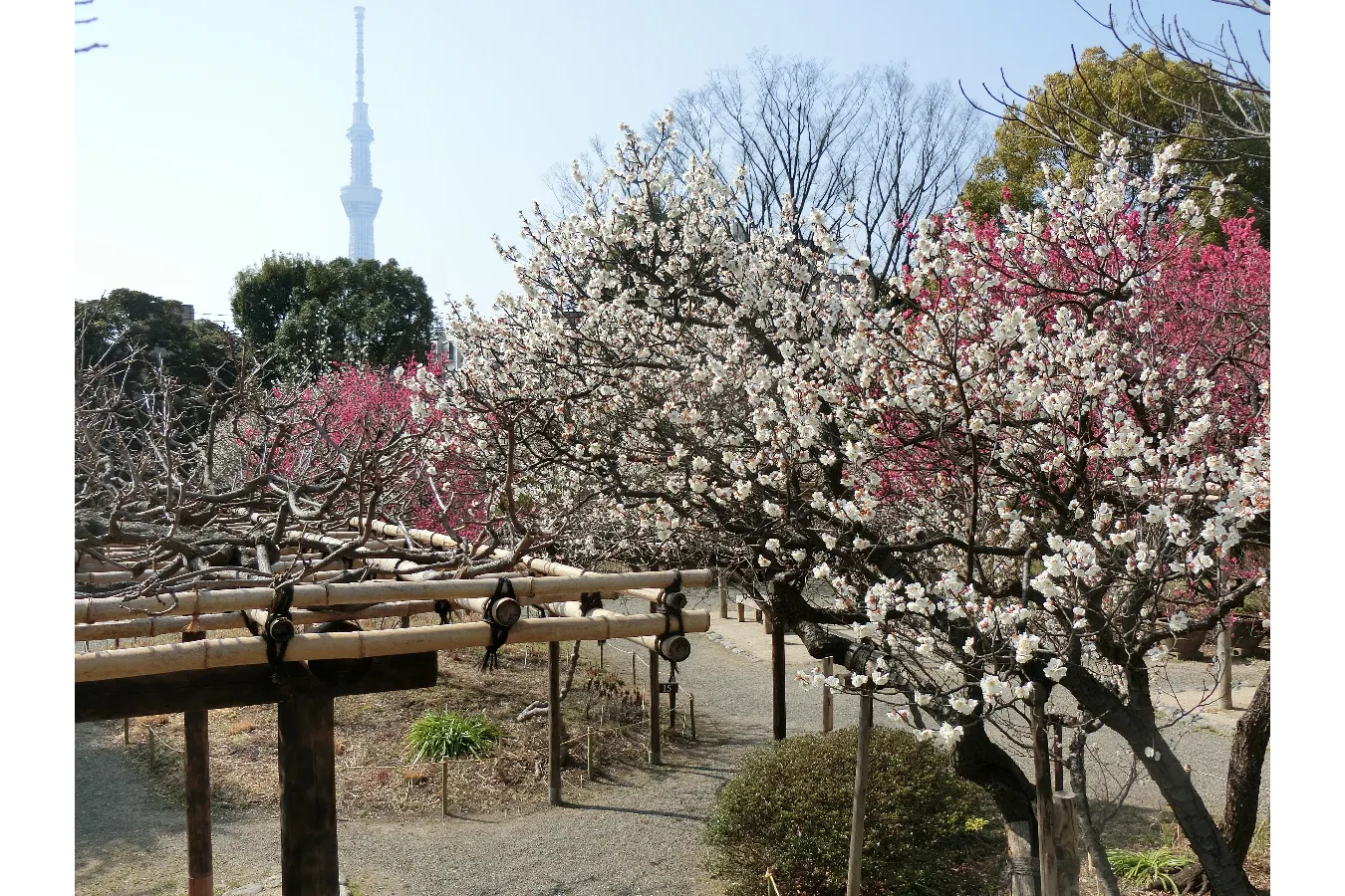 梅の花の見ごろはいつ?都内の梅まつり・梅の名所8選【2025】_2415994