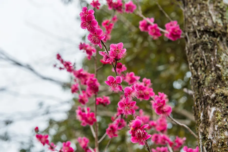 梅の花の見ごろはいつ?都内の梅まつり・梅の名所8選【2025】_2416001