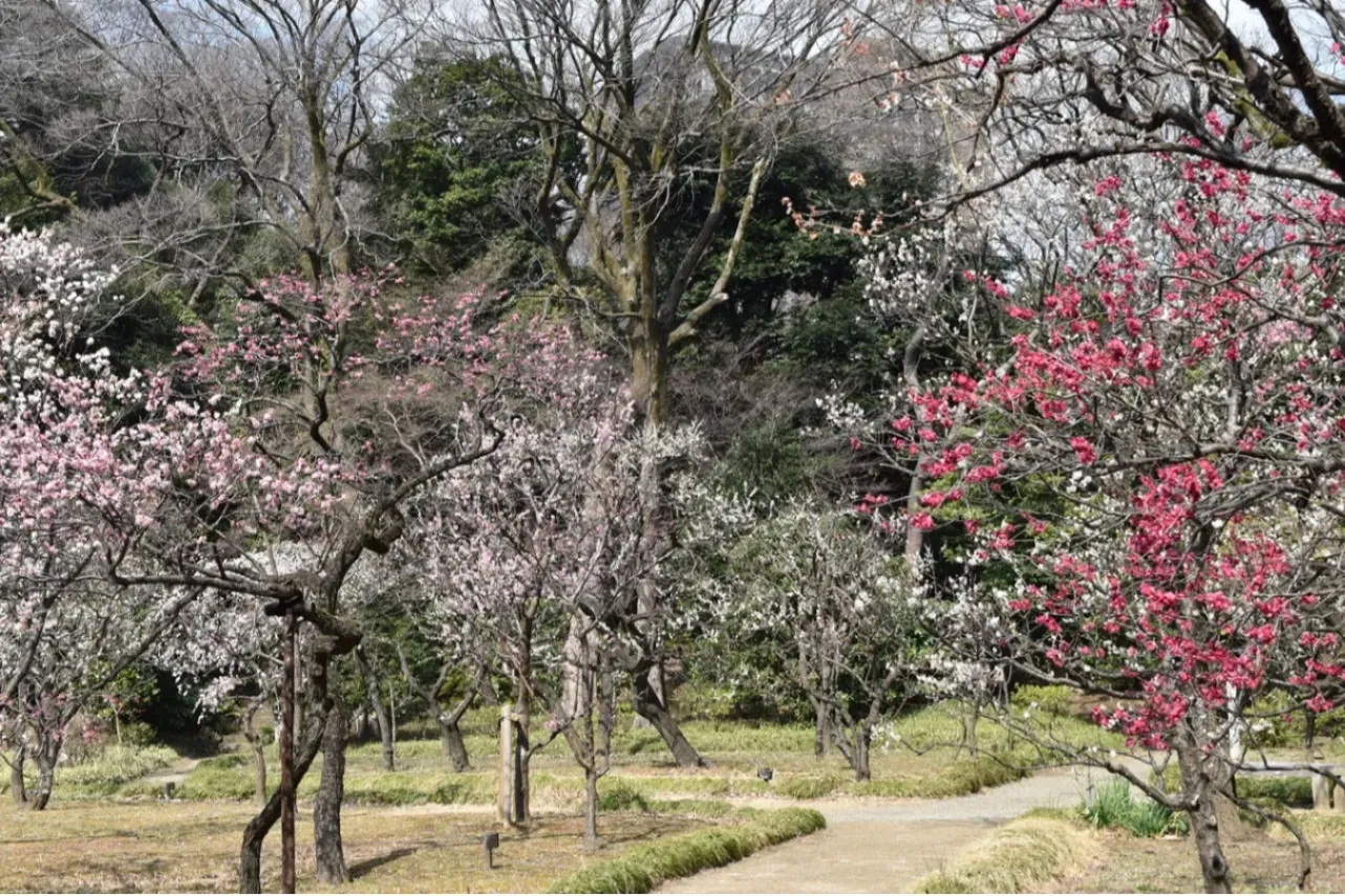 ▲梅林（画像提供：公益財団法人東京都公園協会）