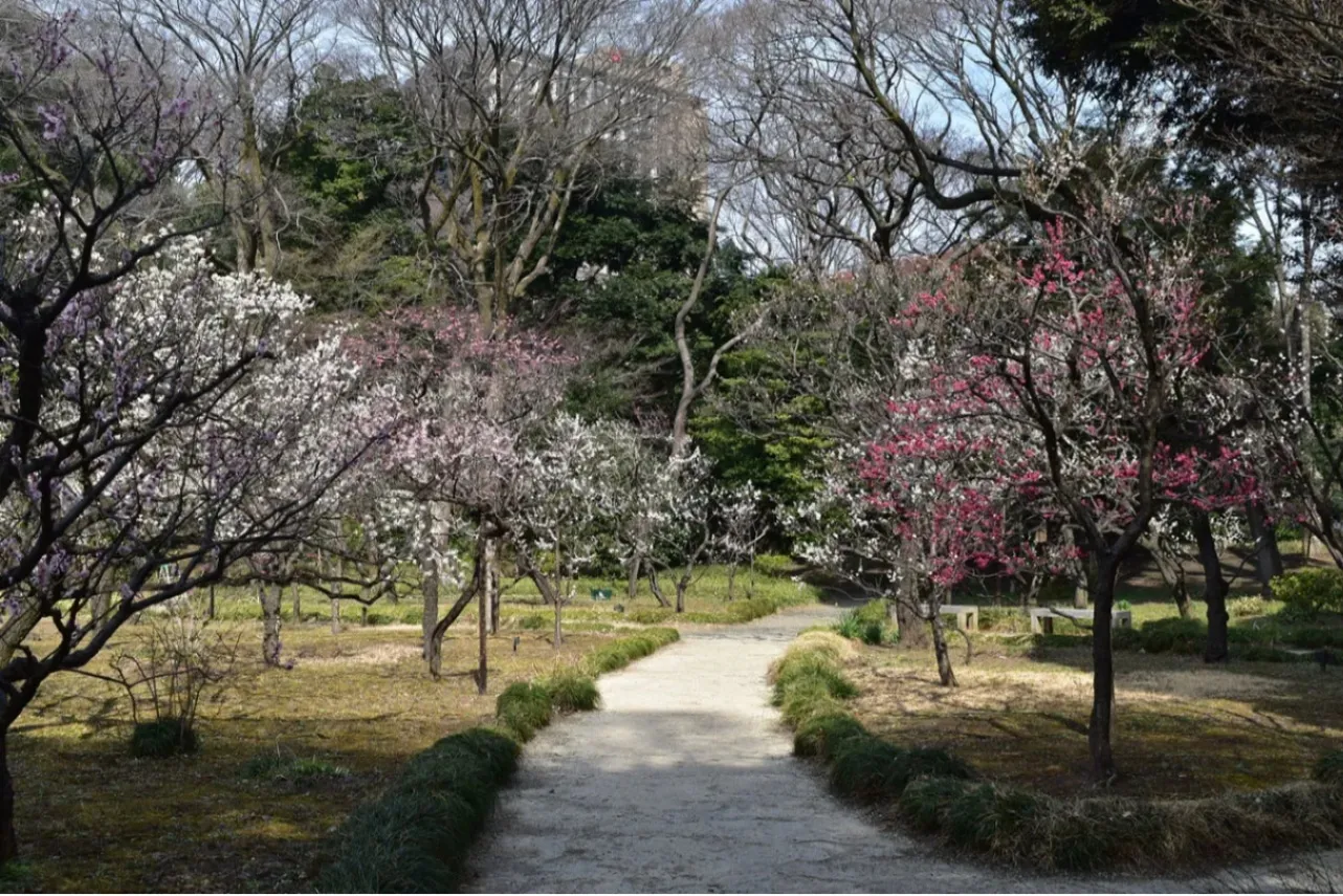 ▲梅林（画像提供：公益財団法人東京都公園協会）