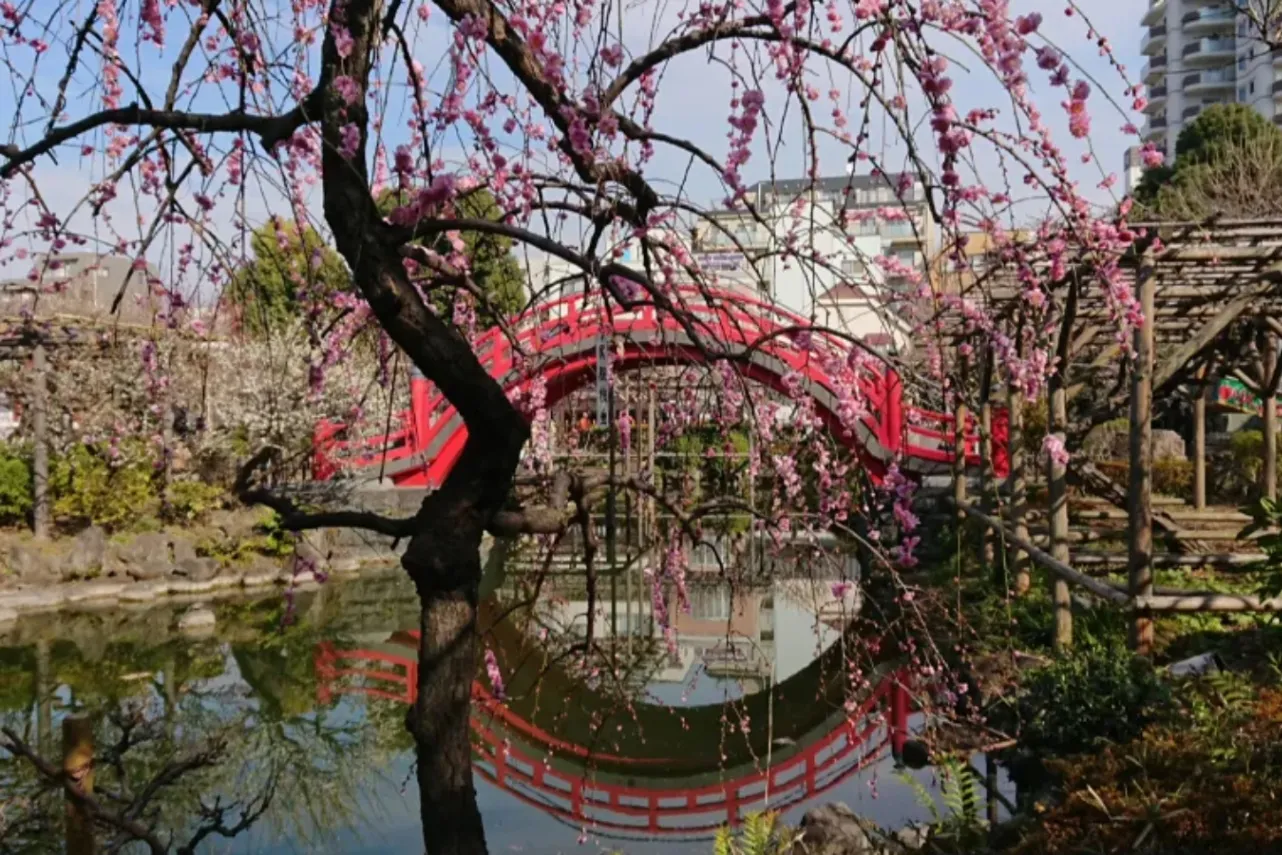 【2026】東京「梅の名所」10選！各所の見ごろ、梅まつり情報も紹介_3400448