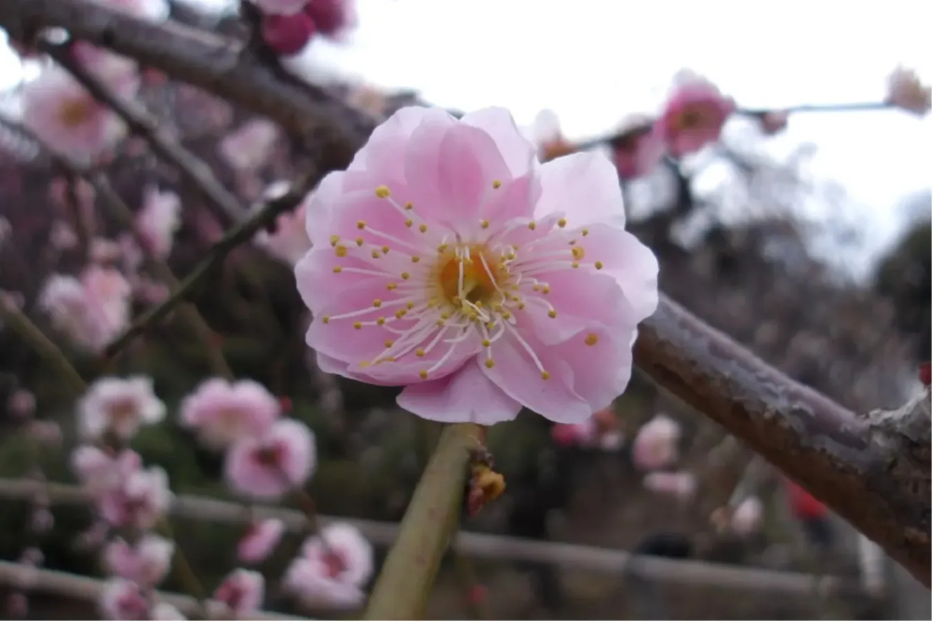 ▲「八重揚羽（ヤエアゲハ）」（写真提供：大田区）