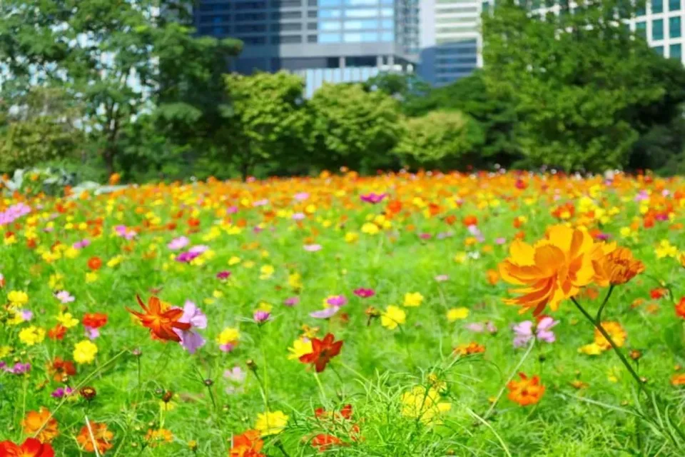 東京の「コスモス畑」まとめ