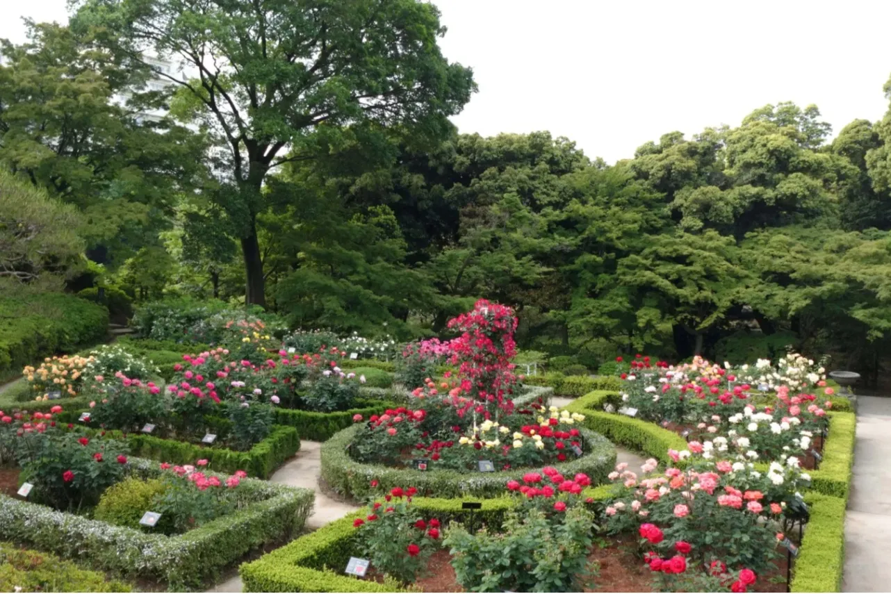 ▲バラ園_画像提供：公益財団法人東京都公園協会