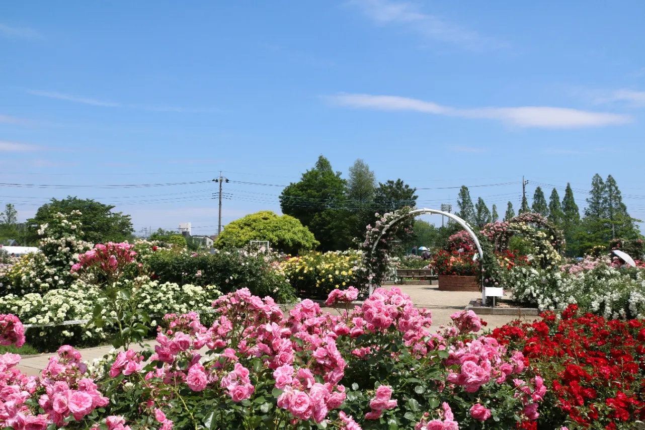 【2026】都内＆東京近郊「秋バラ」の名所11選！見ごろやイベント情報も_4028486