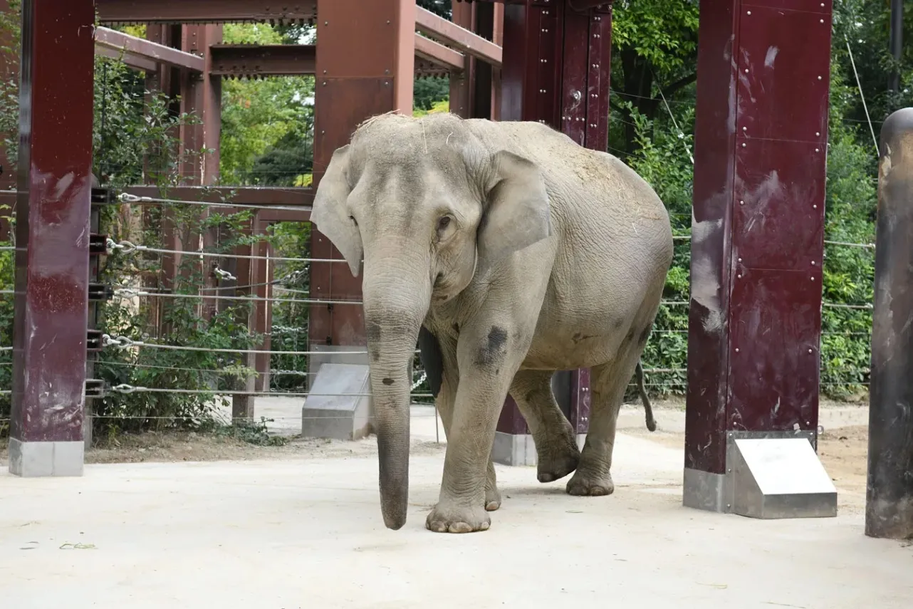 ▲アジアゾウ (公財)東京動物園協会