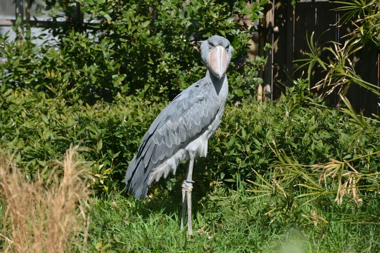 ▲ハシビロコウ (公財)東京動物園協会