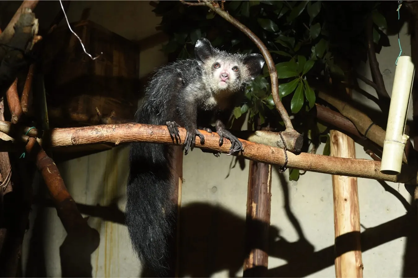 ▲アイアイ (公財)東京動物園協会
