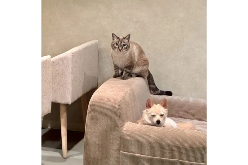 運が良ければ犬猫に会える？バー「夜音喫茶 猫奈落」蔵前にオープン