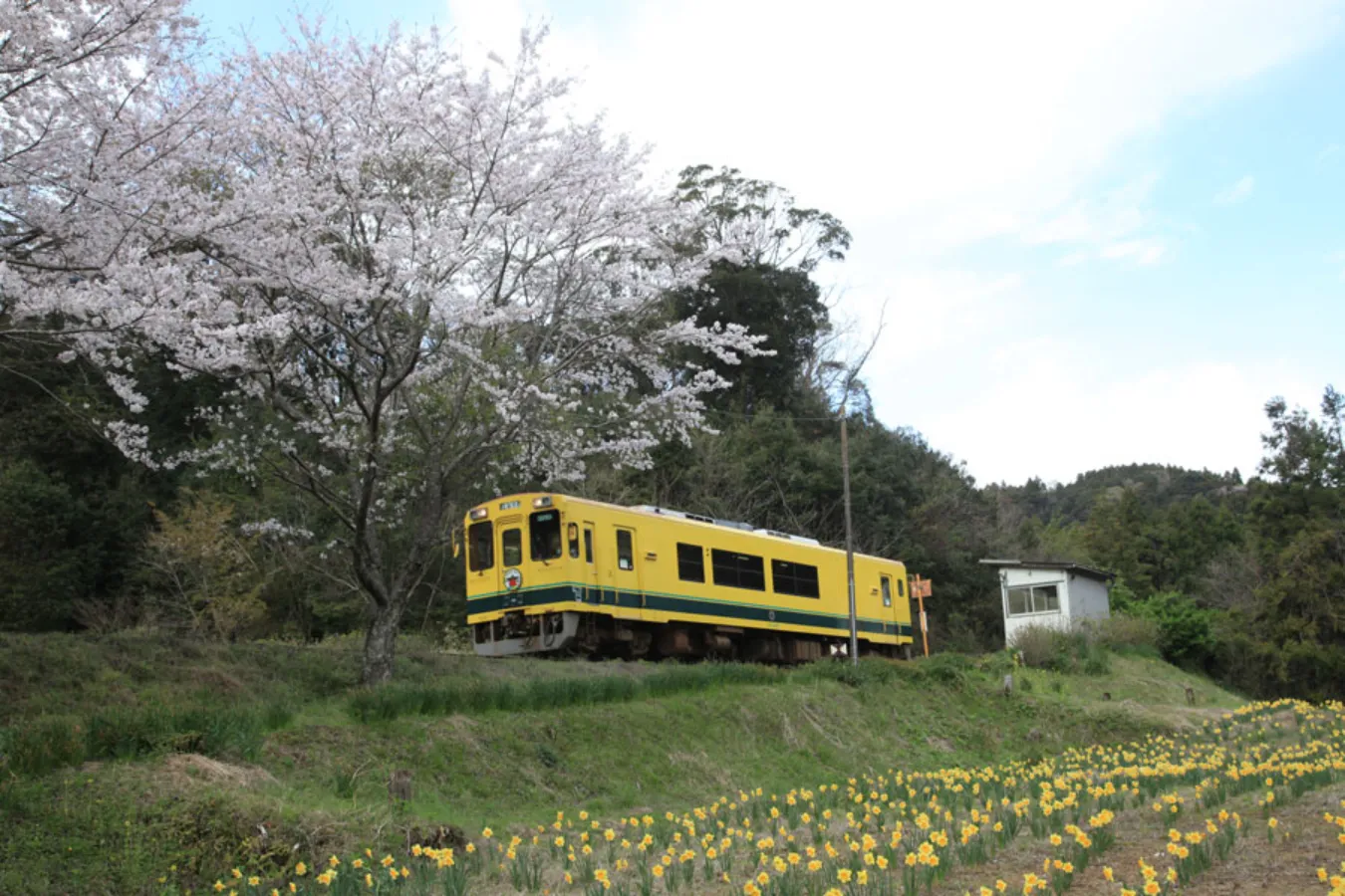 「いすみ鉄道」で日帰り一人旅!里山に心癒やされる観光プラン_1805936