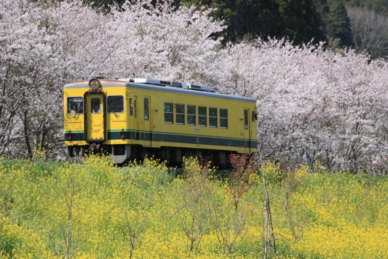 ▲春の新田野駅付近